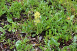 tofieldia calyculata (2) (1200 x 800)